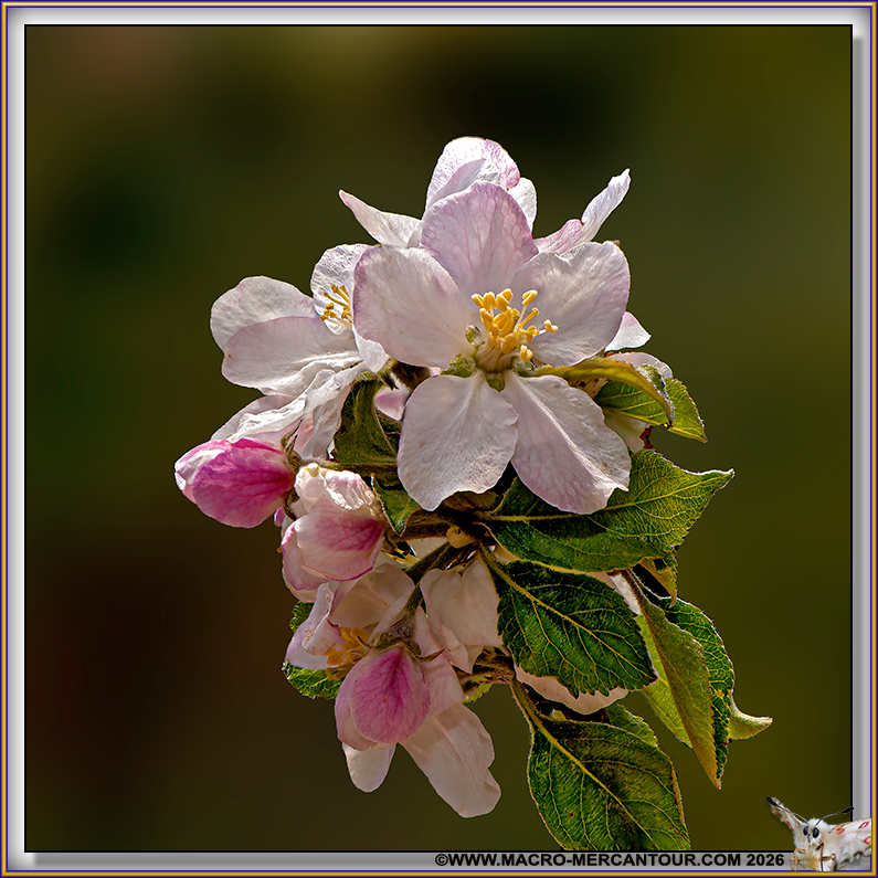Pommier